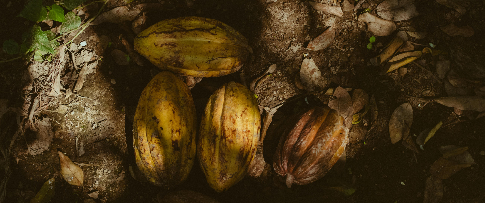 Cultivo de cacao