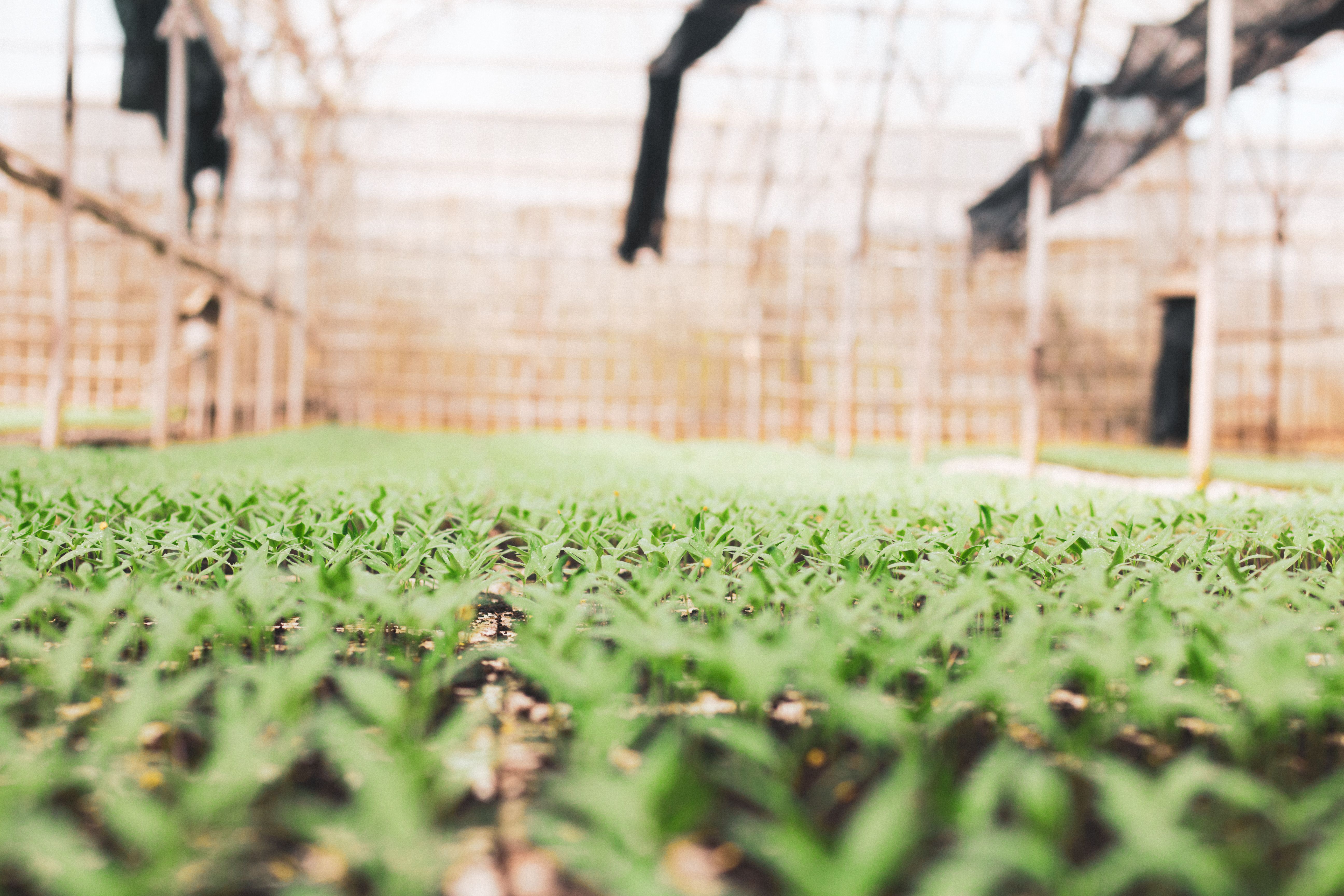 Cultivo agrícola